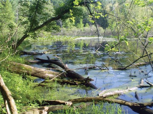 Property photo 1 - 20 Acres Offered in 3 Tracts - Hunting, Wildlife, & Recreation!
